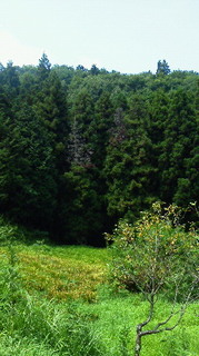 201108141111000.jpg