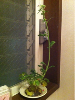 image-20110501085713.png